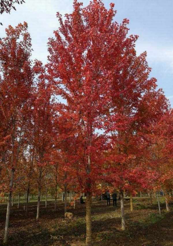 美国红枫树