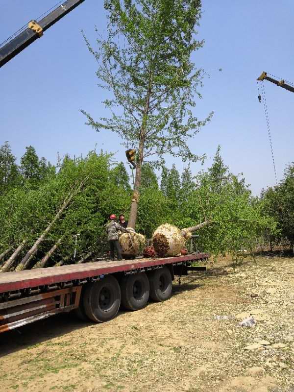 22公分银杏树发货到河南郑州